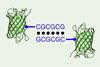 An image showing growth and packing in x-ray diffraction quality protein single crystals
