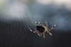 Spider spinning web