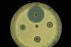 C0128319-Antibiotic_disks-SPL_RIGHTS-MANAGED-ONLY_ML-600