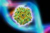 A scientific illustration showing an adeno-associated virus