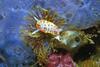 Photo of marine nudibranch Diaphorodoris papillata feeding on Bugula neritina