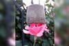 Flower with polymer foam resting on top