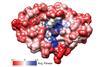 Making thousands of genes in parallel enables multiplexed reporter assays that explore the ‘fitness’ of different proteins that they encode for. Here, structural variations in the PPAT enzyme that help bacteria grow are coloured red, and ones that hinder