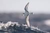 Seabird