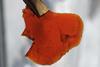 An image showing polyurethane-like material