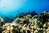 Coastal reef, Hawaii, USA.