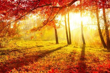 Trees in autumn