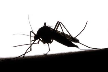 An image showing a mosquito biting