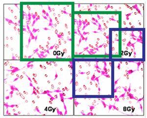 Image problems in biomedicine049452