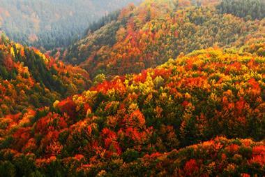 autumn forest