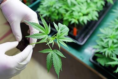 Gloved hands holding a small marijuana plant, growing indoors