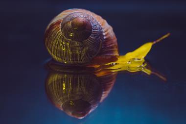 Snail shell