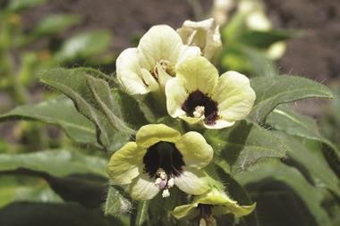 White henbane (Hyoscyamus albus)