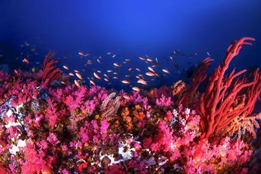 Coral reef